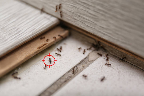 Best Emergency Pest Control  in Maxton, NC