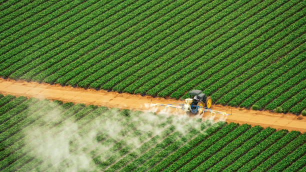Best Wasp Removal Services  in Maxton, NC