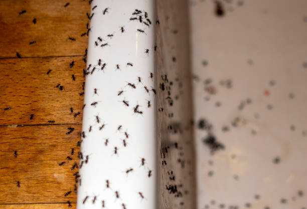 Best Ant Control Services  in Maxton, NC