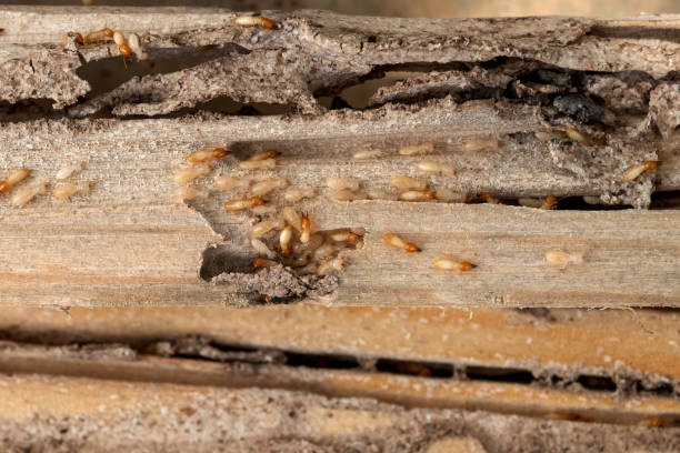 Best Mosquito Control Services  in Maxton, NC